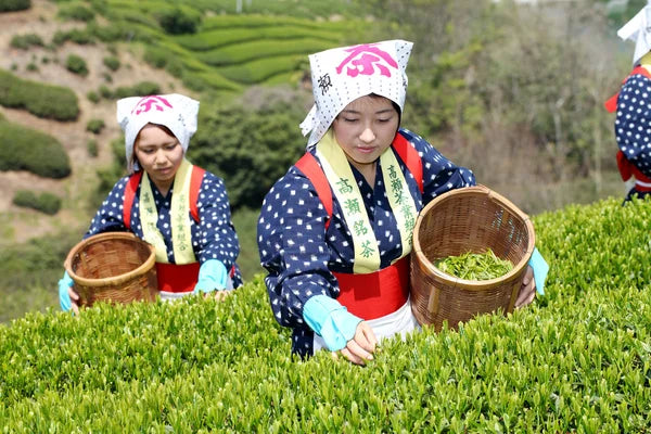 Some thoughts about Sencha Japanese Green Tea